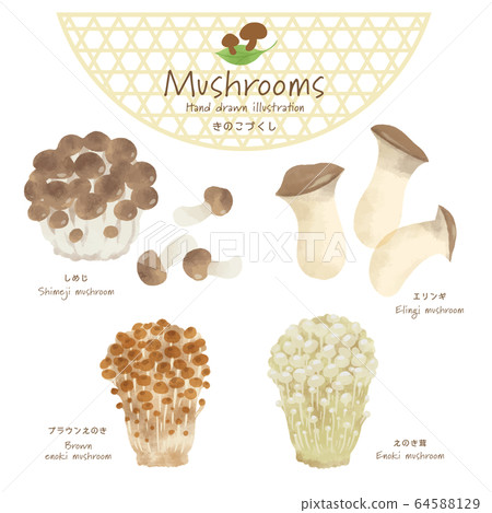 Mushroom illustration / hand-painted style / autumn taste 64588129