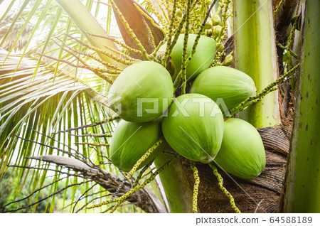Young coconut tree / fresh green coconut palm tree 64588189