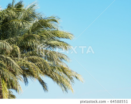 Branches of green thatch palm on background of Branches of green thatch palm on background of 64588551
