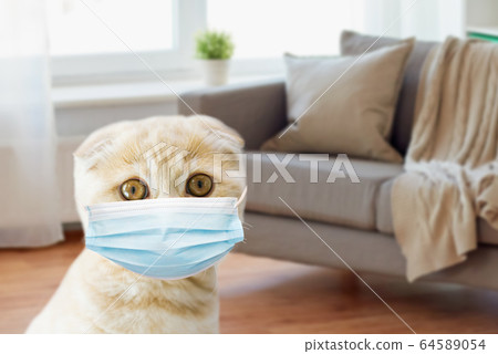 close up of scottish fold kitten in medical mask close up of scottish fold kitten in medical mask 64589054