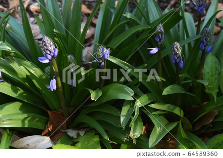 Tsuriganesuisen (bell dragonfly) 64589360