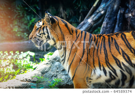 bengal tiger - royal tiger / close up of head 64589374