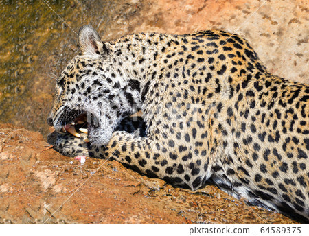 jaguar animal hunting eating its prey / jaguar 64589375