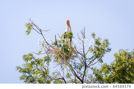 Milky stork bird in nest on tree / Painted storks Milky stork bird in nest on tree / Painted storks 64589379