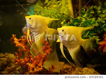 Silver angelfish swimming fish tank underwater 64589381