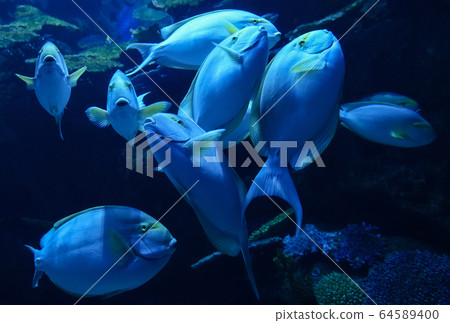 Yellowfin surgeonfish / Group of Yellowfin Yellowfin surgeonfish / Group of Yellowfin 64589400