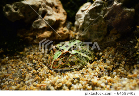 Green horned frog close up / The chachoan horned 64589402