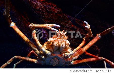 Giant spider crab / Japanese giant crab swimming 64589417