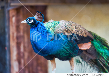 孔雀旭山動物園 孔雀旭山動物園 64589430