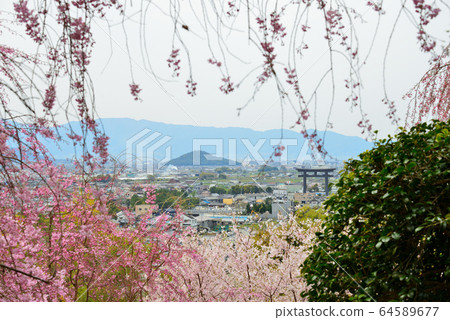 Omiwa Shrine Omiwa Shrine 64589677