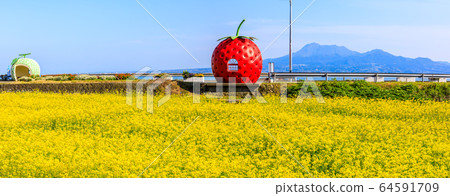 水果巴士站：草莓，甜瓜和油菜花的全景圖[長崎縣Is早市大垣町] 64591709