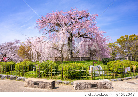 Kyoto Maruyama Park Weeping Cherry Tree Gion Stock Photo 64592048 Pixta