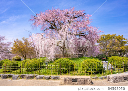 Kyoto Maruyama Park weeping cherry tree Gion Shidare 64592050