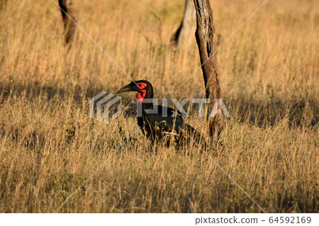 Southern Hornbill (Serengeti National Park, Tanzania) Southern Hornbill (Serengeti National Park, Tanzania) 64592169