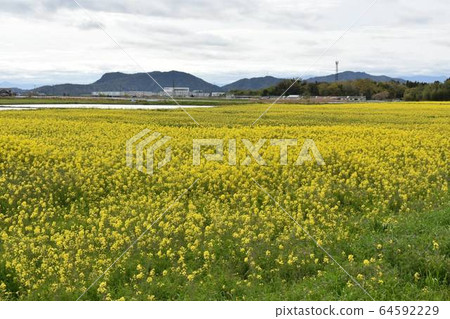 油菜田 64592229
