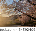 Cherry blossoms at sunset in Ansan 64592409
