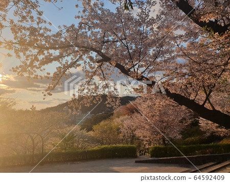 Cherry blossoms at sunset in Ansan Cherry blossoms at sunset in Ansan 64592409