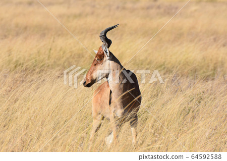 Hartebeest (Serengeti National Park, Tanzania) 64592588