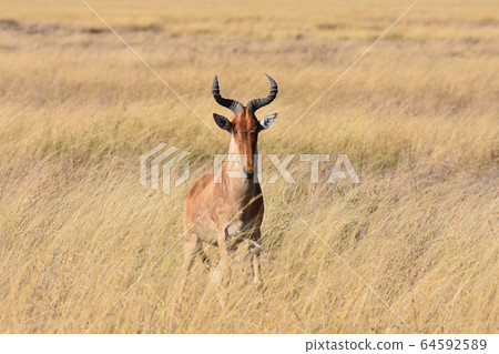 Hartebeest (Serengeti National Park, Tanzania) 64592589