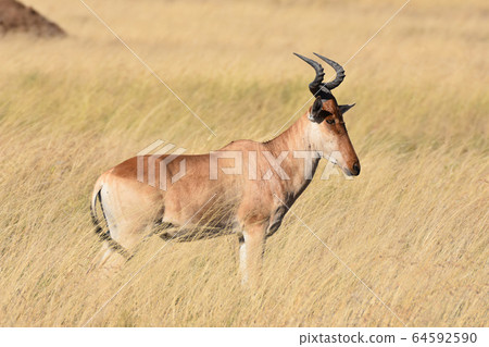 羚羊（坦桑尼亞塞倫蓋蒂國家公園） 64592590