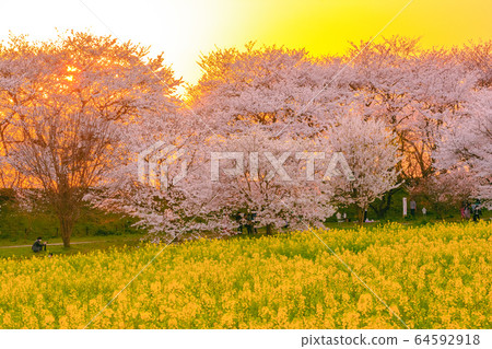 Satte Gongendo Sakuratsutsumi被夕陽照亮 Satte Gongendo Sakuratsutsumi被夕陽照亮 64592918