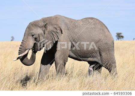 African elephant (Serengeti National Park, Tanzania) 64593306