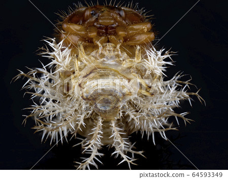 Close Up Of The Underside Of A Scale Insect 64593349