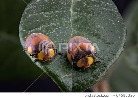 A Macro Photography Of Two Ladybugs On A Leaf A Macro Photography Of Two Ladybugs On A Leaf 64593350