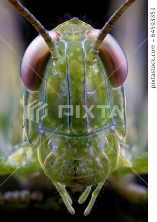A Macro Photography Of The Face Of A Grasshopper 64593351