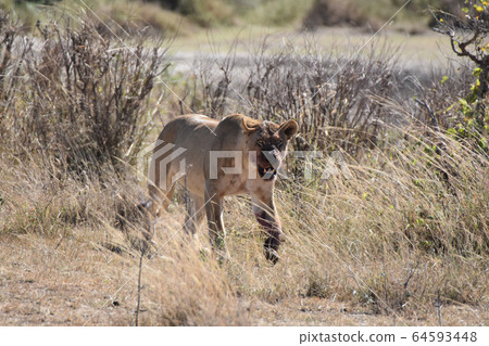 Lion (Serengeti National Park, Tanzania) 64593448
