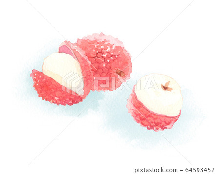 Lychee watercolor illustration Lychee watercolor illustration 64593452