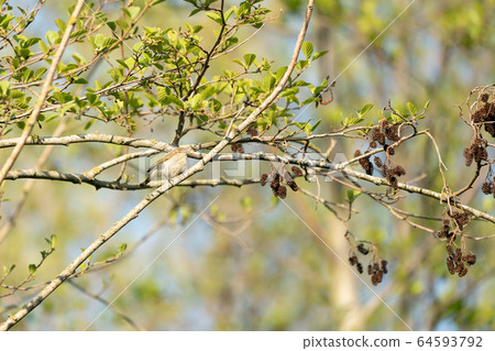 The chiffchaff (Phylloscopus collybita) 64593792
