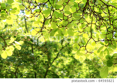 淺綠色的樹葉 64593821