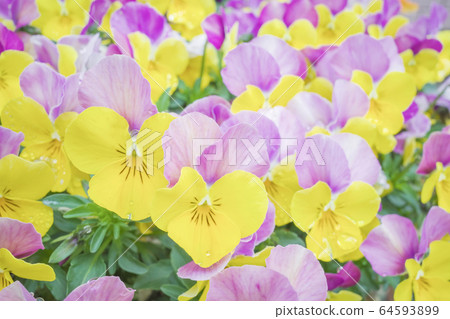 Viola Viola 64593899