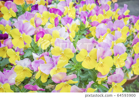 Viola Viola 64593900