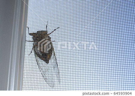 Insect photograph taken from the stomach side of a cicada / cicada perching on a screen door 64593904