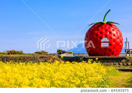 Fruit Bus Stop: Strawberries and Rape [Onagai Town, Isahaya City, Nagasaki Prefecture] 64593975