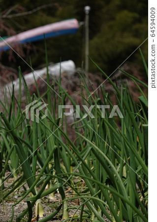韭菜田和鯉魚旗 64594009