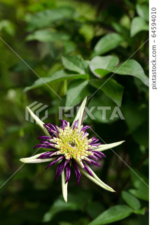 鐵絲花Tessen鐵線蓮Viennanetta 64594010