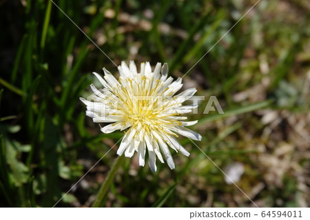 白色蒲公英 64594011