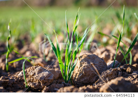 arable field where young shoots of grain grow arable field where young shoots of grain grow 64594113