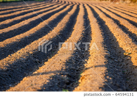 Furrows row pattern in a plowed field prepared for 64594131