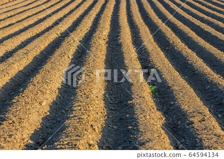 Furrows row pattern in a plowed field prepared for 64594134
