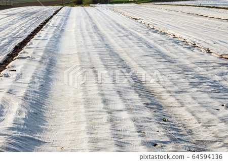 freshly plowed field covered with agrotextile 64594136