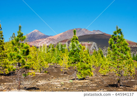 pine forest on lava rocks at the Teide National 64594137