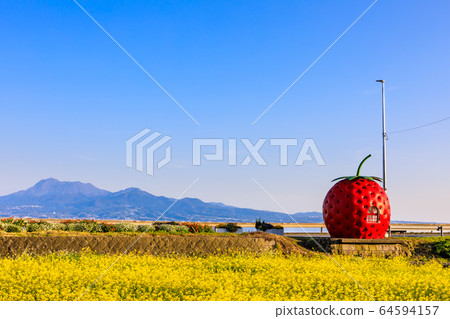 Fruit bus stop: Strawberries and rape blossoms evening view [Onagai Town, Isahaya City, Nagasaki Prefecture] 64594157