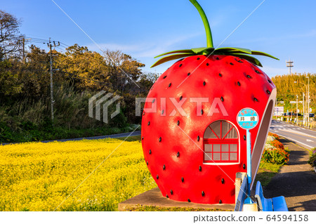 水果巴士站：草莓和油菜花的夜景[長崎縣Is早市大垣町] 64594158