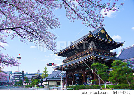 東本願寺櫻花2020 64594792