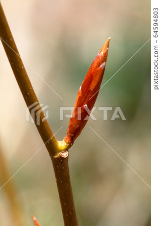 福島縣山毛櫸冬季芽-山毛櫸Agari no Mori Tadami鎮 64594803