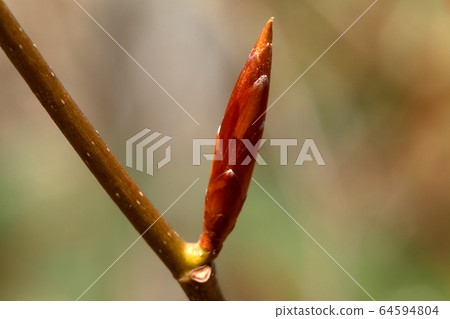 福島縣山毛櫸冬季芽-山毛櫸Agari no Mori Tadami鎮 64594804
